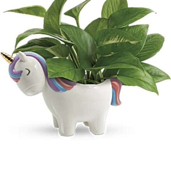 Peaceful Unicorn Pothos