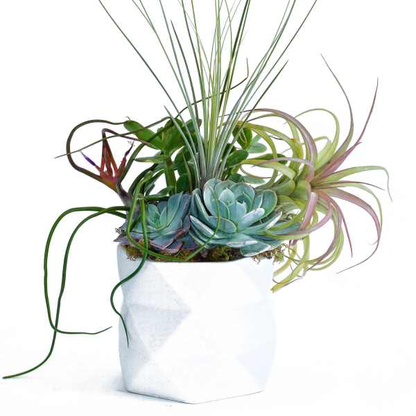 Succulent and air plant arrangement in a white pot