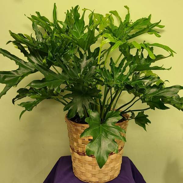 Potted green plant in a woven basket planter