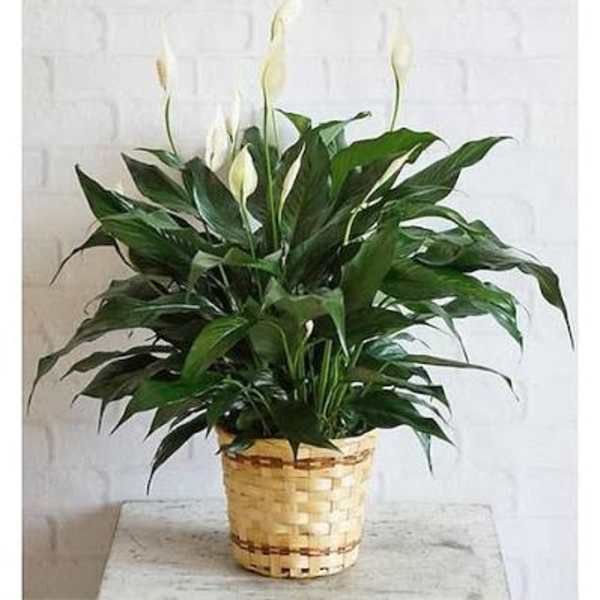 Small Peace Lily