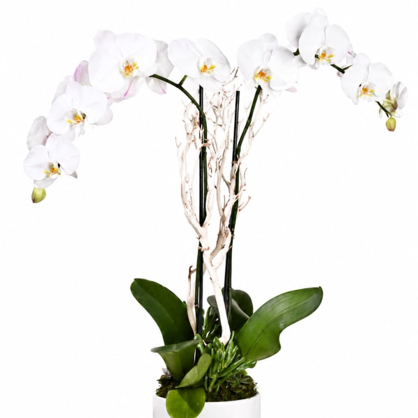 White orchid plant in a white pot with decorative branches