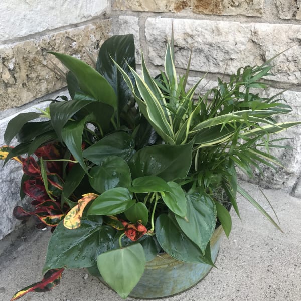 Mixed potted tropical plants in a round container