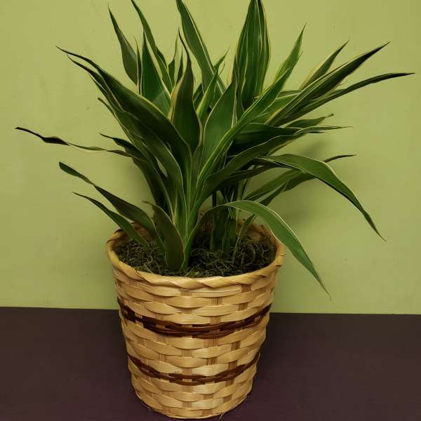 Potted green plant in a woven basket
