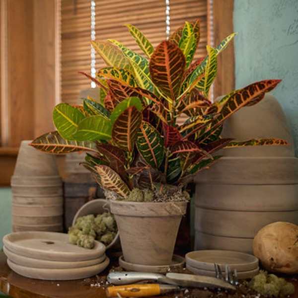 Potted croton plant with multicolored leaves in a beige container