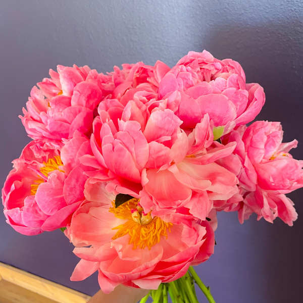 Handheld bouquet of bright pink peonies with yellow centers