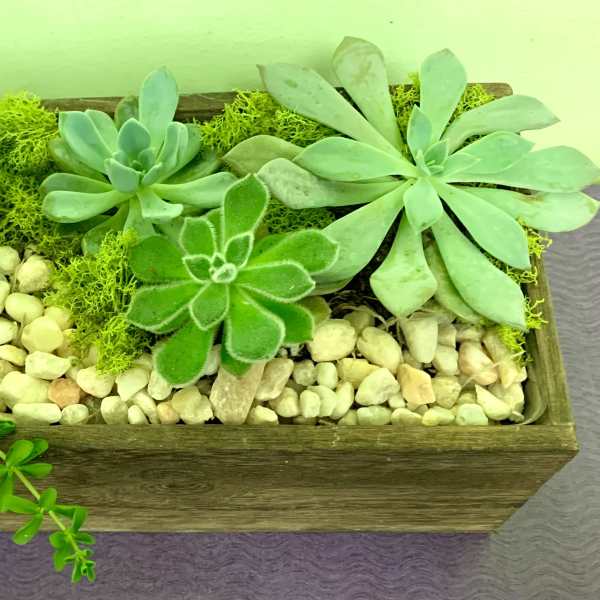 Succulent arrangement in a rectangular wooden planter with pebbles and moss