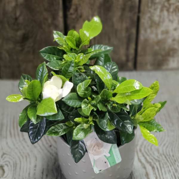 Potted green plant with a single white bloom in a gray container