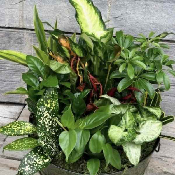 12 inch dish garden in metal container
