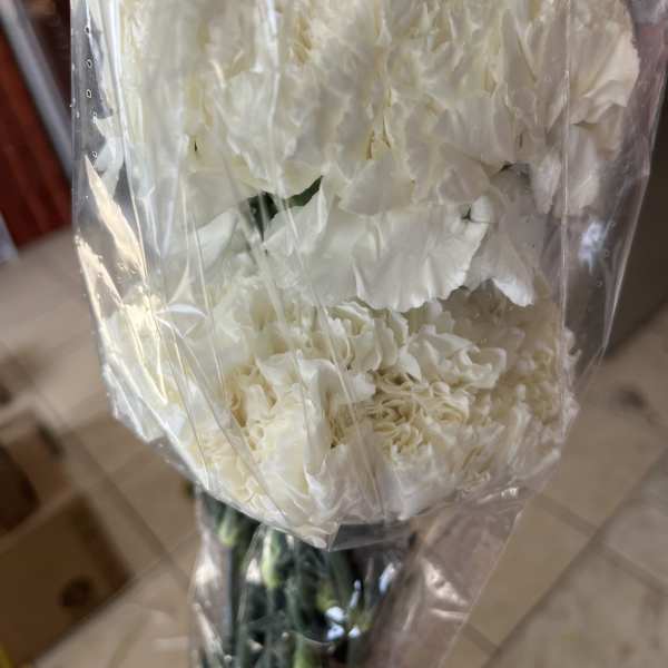 white carnations