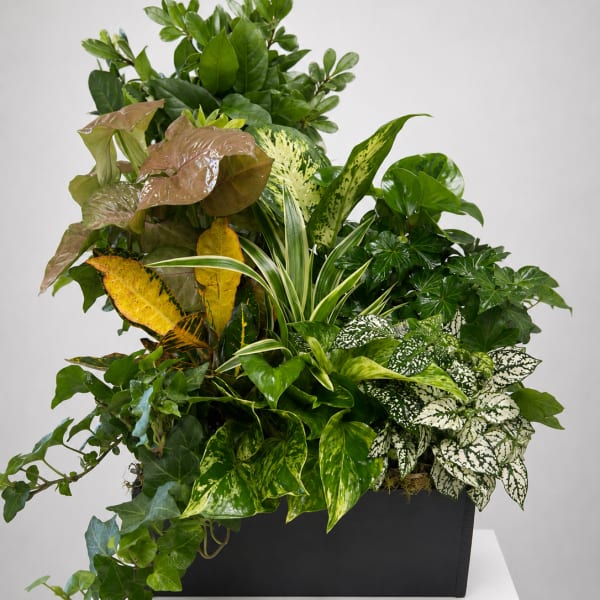 Mixed potted foliage arrangement in a black rectangular planter