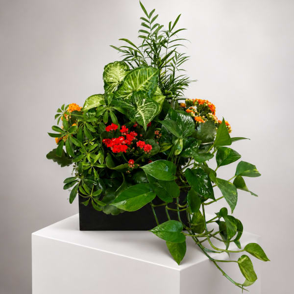 Lush mixed green plant arrangement with small red and orange blooms in a black container