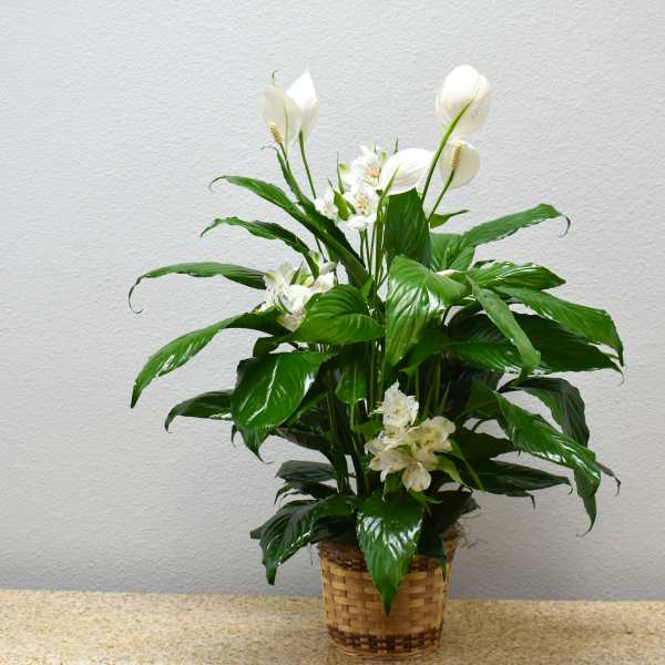 White peace lilies in a woven basket planter