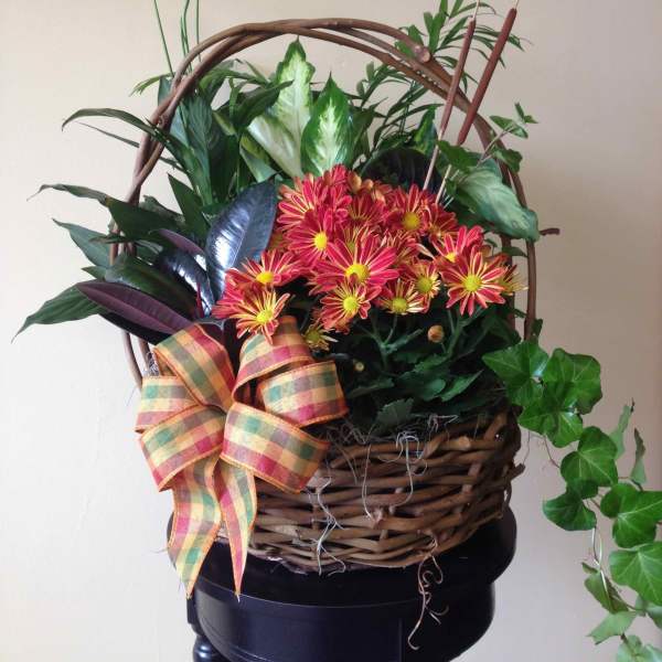 Basket arrangement with pink daisies and mixed greenery, finished with a plaid bow