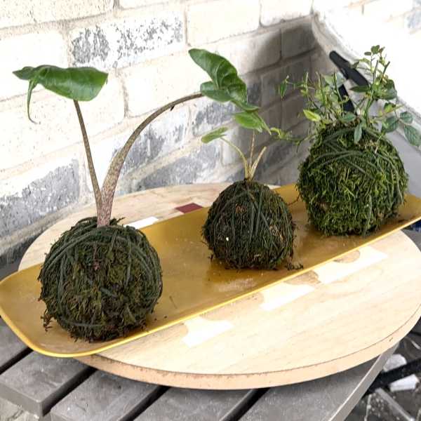 The Kokedama Trio - A Custom Design by Wonderland Flowera