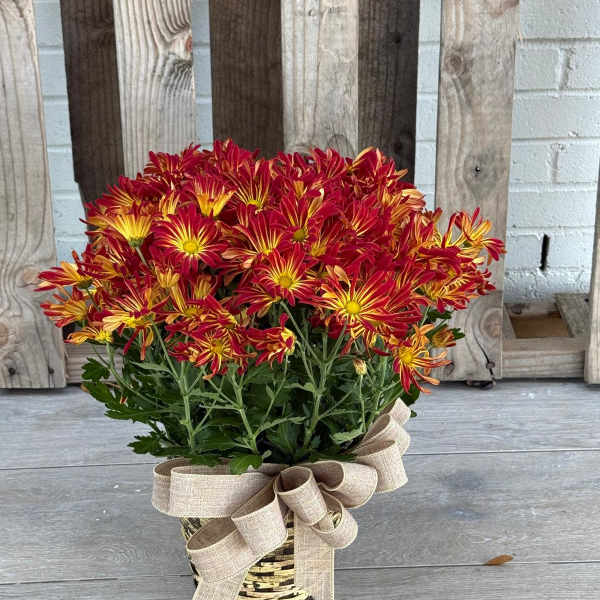 Autumn Sunset Mum Plant