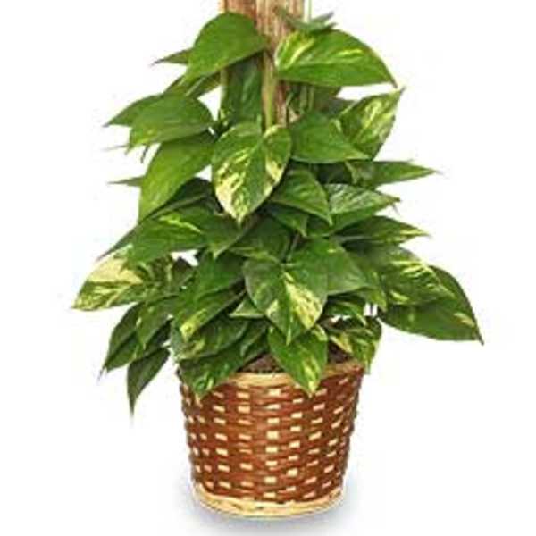 Potted pothos plant in a woven basket with a wooden support