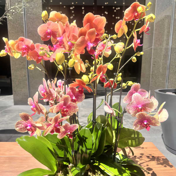 Potted orchids with pink and orange blooms in a glass bowl