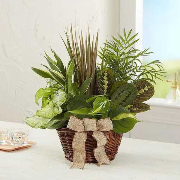 Basket planter with assorted green houseplants and a burlap bow