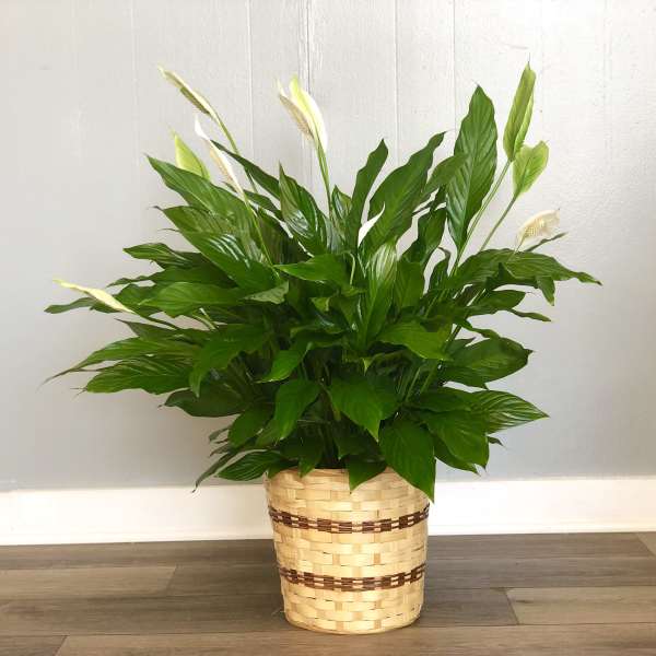 Peace Lily Plant