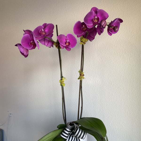 Potted double-stem purple orchid in a white cylinder vase with a striped ribbon
