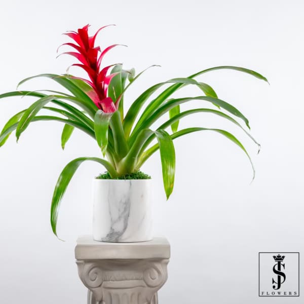 Potted bromeliad with red bloom in a white marble-look planter