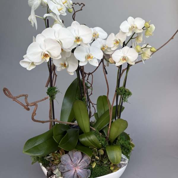 Orchid and Succulent Garden.