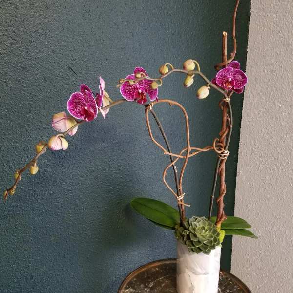 Purple orchids in a white vase with a succulent accent