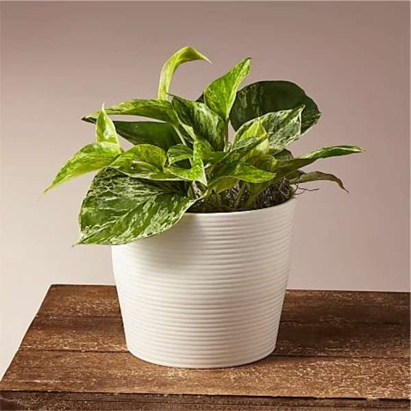 Potted green houseplant in a white ribbed planter