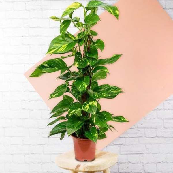 Potted trailing houseplant with variegated green leaves