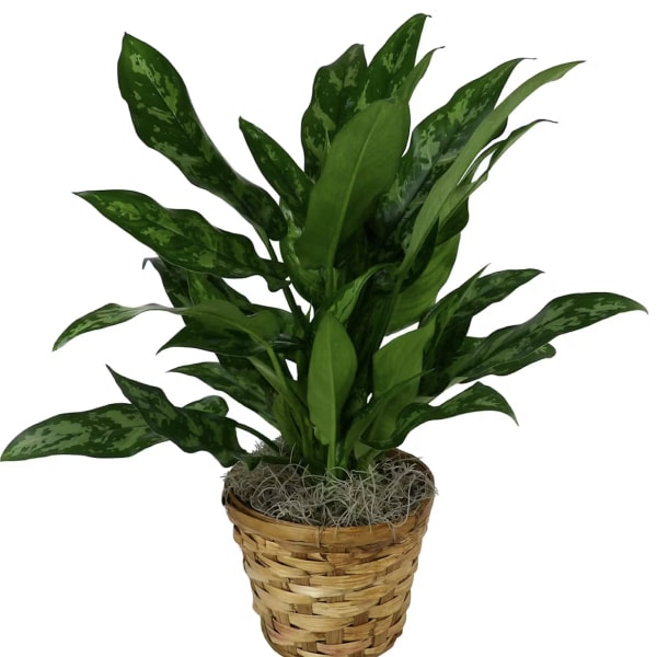 Potted green houseplant in a woven basket planter