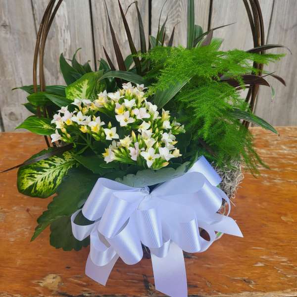 Basket arrangement of white flowers with a large white ribbon