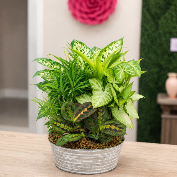 Metal Container Dish Garden