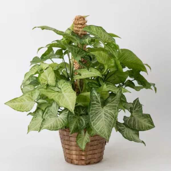 Potted green houseplant in a woven basket
