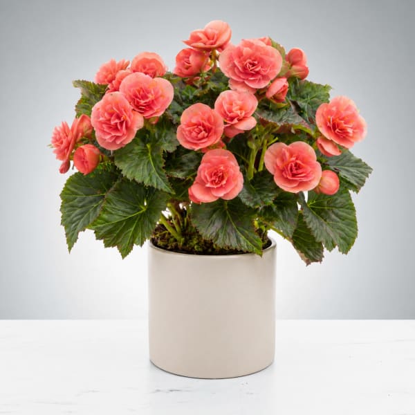 Blooming Begonia Plant