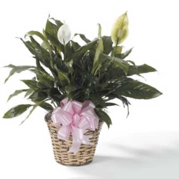 Large Peace Lily with bow