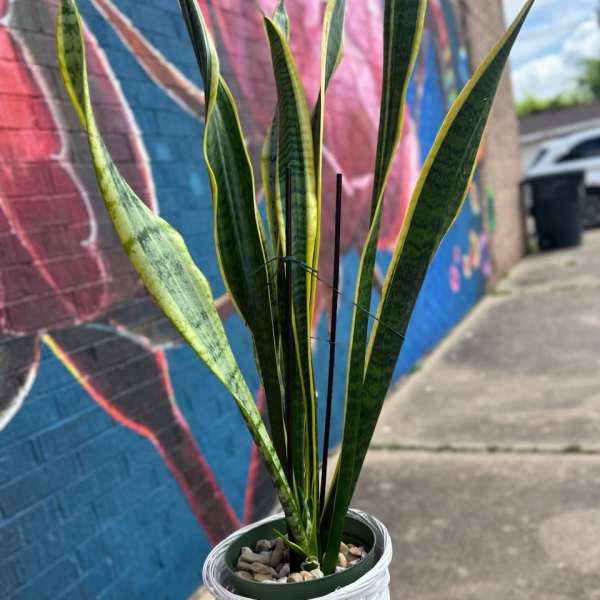 Snake Plant