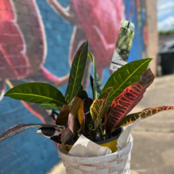 Croton Plant