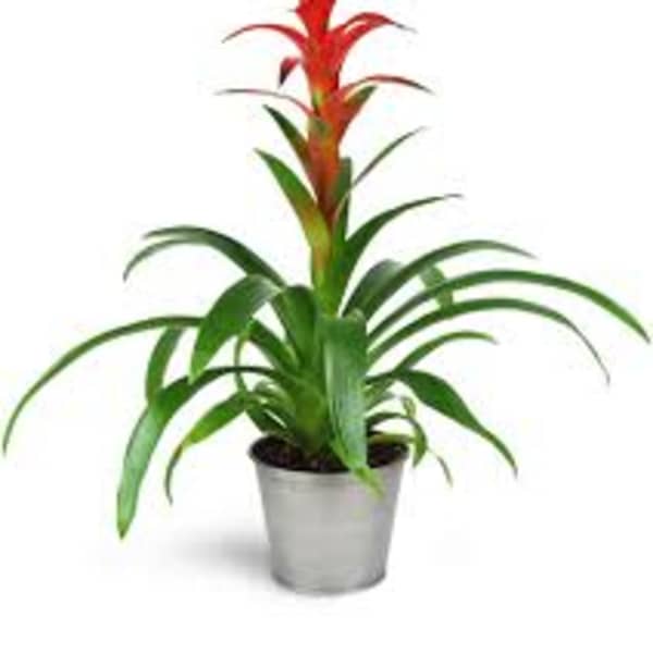 Bromeliad Plant