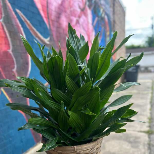 Dracaena Plant