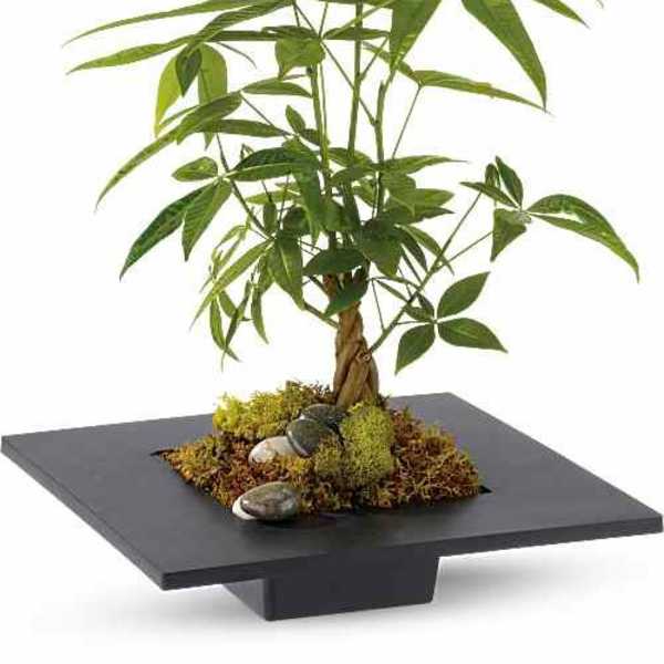 Money Tree Plant – Same Day Delivery Houston