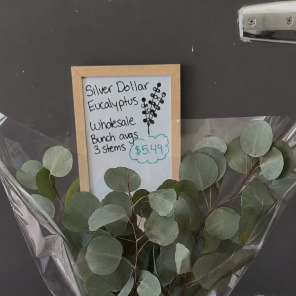 Bundle of silver dollar eucalyptus stems wrapped in plastic