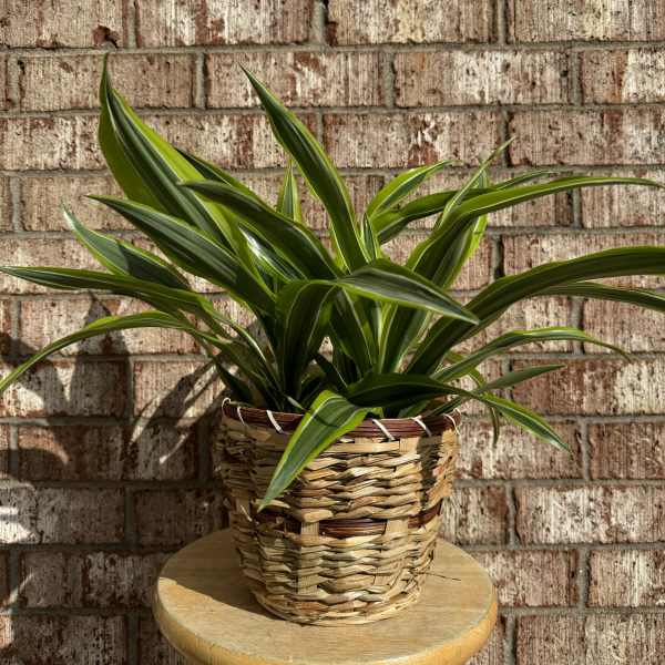 Potted green plant in a woven basket on a stool