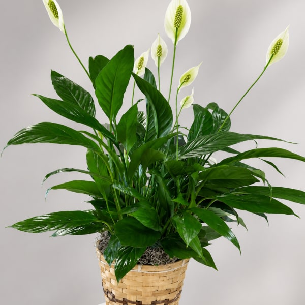 Potted peace lily with white blooms in a woven basket
