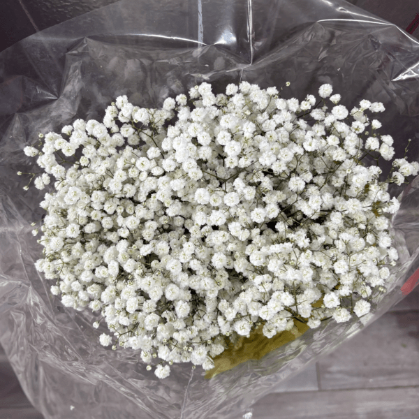 BABY BREATH BUNDLE