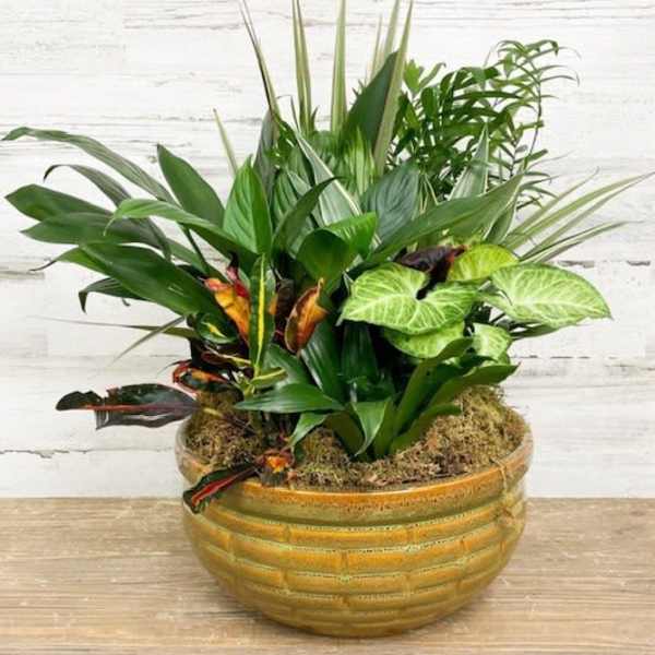 Dish Garden