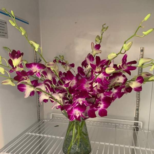 Purple and white orchids arranged in a glass vase