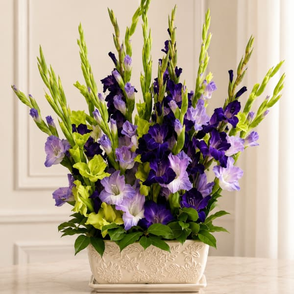 Purple Gladiolus