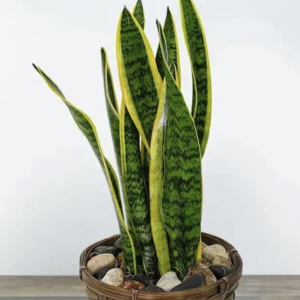 Snake plant in a woven basket planter with decorative stones