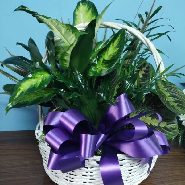Basket of assorted green houseplants with a purple ribbon bow
