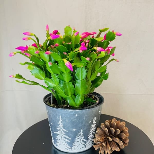Potted Christmas cactus with pink buds in a winter-themed container